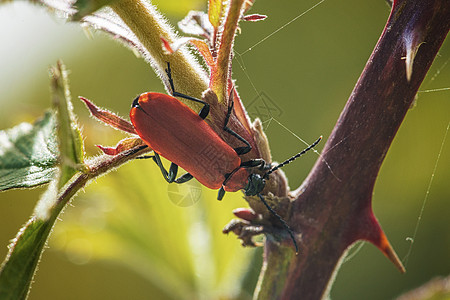 植物上的昆虫图片