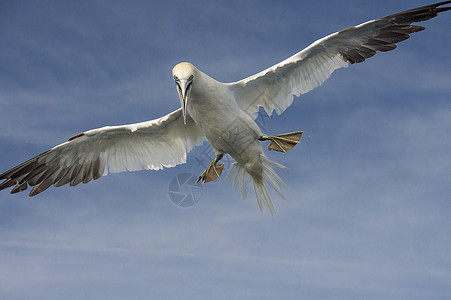 天空中的大展双翅的鸟图片