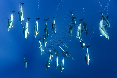皮科亚速尔群岛的海豚图片