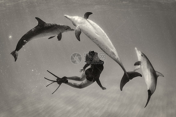 成年女性潜水员与三只海豚水底互动图片