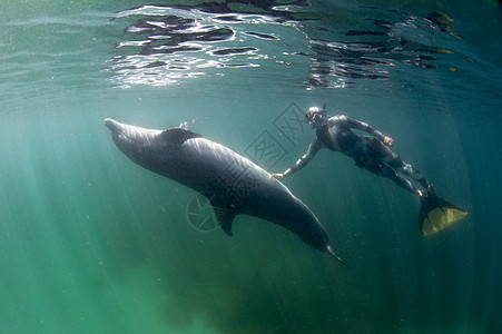 成年男性潜水员与海豚海底互动图片