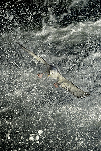 飞溅的水中飞行的鸟图片