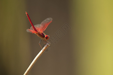 印度中央邦萨特普拉公园里的蜻蜓图片