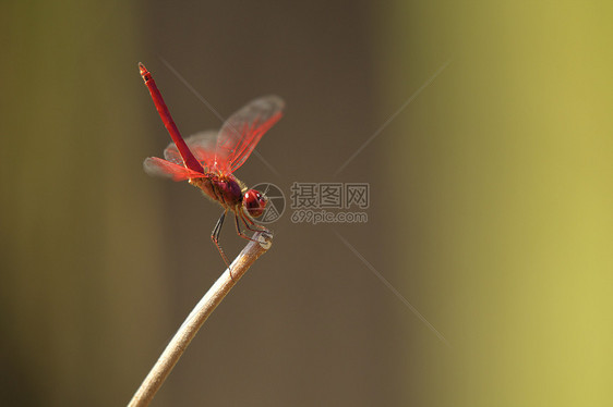 印度中央邦萨特普拉公园里的蜻蜓图片