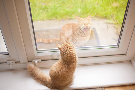 从窗台上往下看的姜汤猫在花园里又一只姜汤猫图片