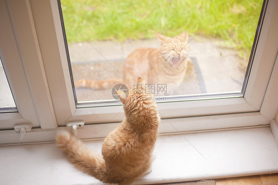 从窗台上往下看的姜汤猫在花园里又一只姜汤猫图片