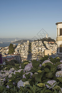 美国旧金山顶景观背景图片