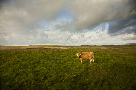 野外牛群巨人高速公路布希米尔斯北爱兰图片