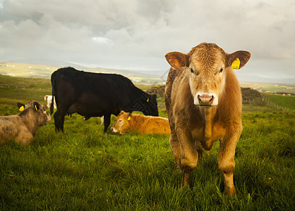 野外牛群布希米尔斯北爱兰县图片