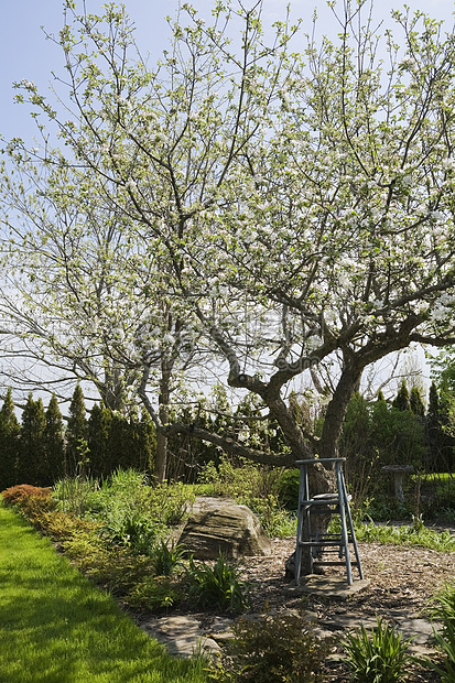 在后花园里的果树