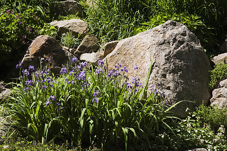 后院花园里的大岩石和鸢尾花图片