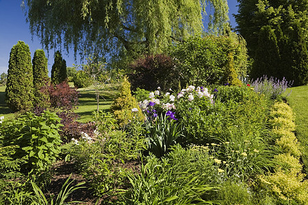 春季的花园背景图片