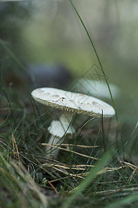 在草地上生长的白色蘑菇图片