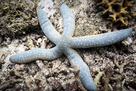 印度尼西亚巴布珊瑚礁上的蓝海星图片