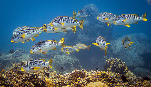 位于印度尼西亚隆博克的珊瑚礁之上东白糖滑坡图片