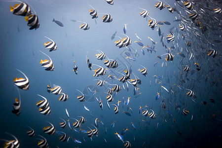 印度尼西亚巴厘岛长鳍横旗鱼在礁上聚集图片