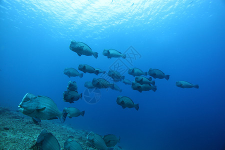 印度尼西亚巴厘岛浮头鹦鹉鱼在浅滩图片