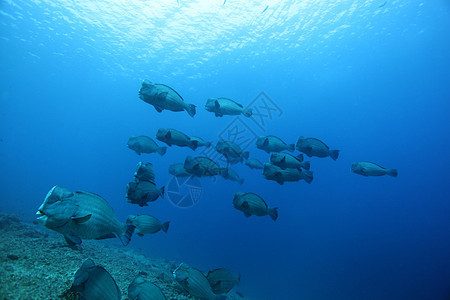 印度尼西亚巴厘岛浮头鹦鹉鱼在浅滩背景图片