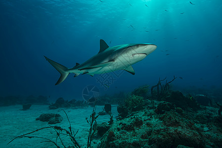 巴哈马虎滩海床上游动的珊瑚礁鲨鱼海底水下视图图片