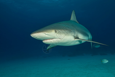 巴哈马老虎海滩床上方珊瑚礁鲨鱼的水下肖像图片
