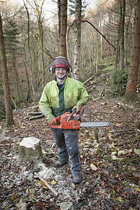 在为恢复自然森林而清除非本地针叶树的保护区工作人员图片