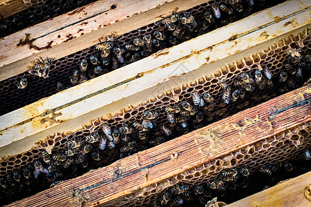 蜂蜜在巢工作图片