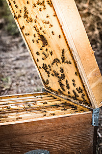 蜂巢蜜图片