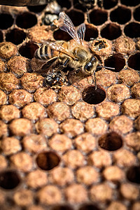 蜜蜂窝的帮助另一只蜜蜂从椰子里出来图片