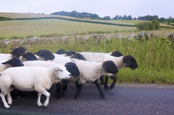 在联合王国坎布里亚的农村公路上对绵羊的侧视角图片
