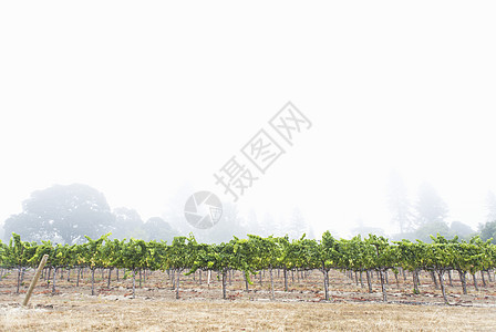 美国加利福尼亚州塞巴斯塔波尔的迷雾葡萄园图片