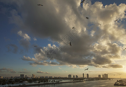 海鸥飞过美国佛罗里达州迈阿密海滩图片