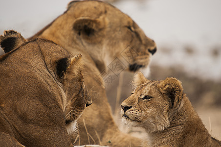 肯尼亚的狮子群体图片