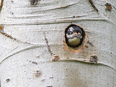 树洞中的啄木鸟图片