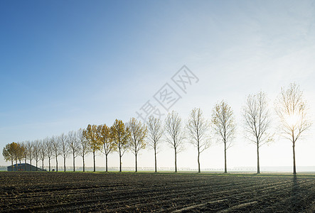 led彩云之南排成一列的树背景