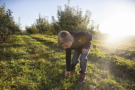 男孩在果园弯曲从草地上捡起苹果图片
