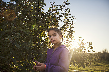果园里摘苹果的女孩背景图片