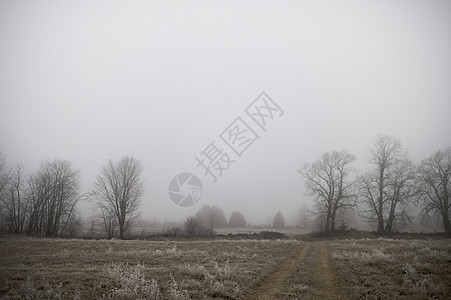 雾霜清晨时的田野图片