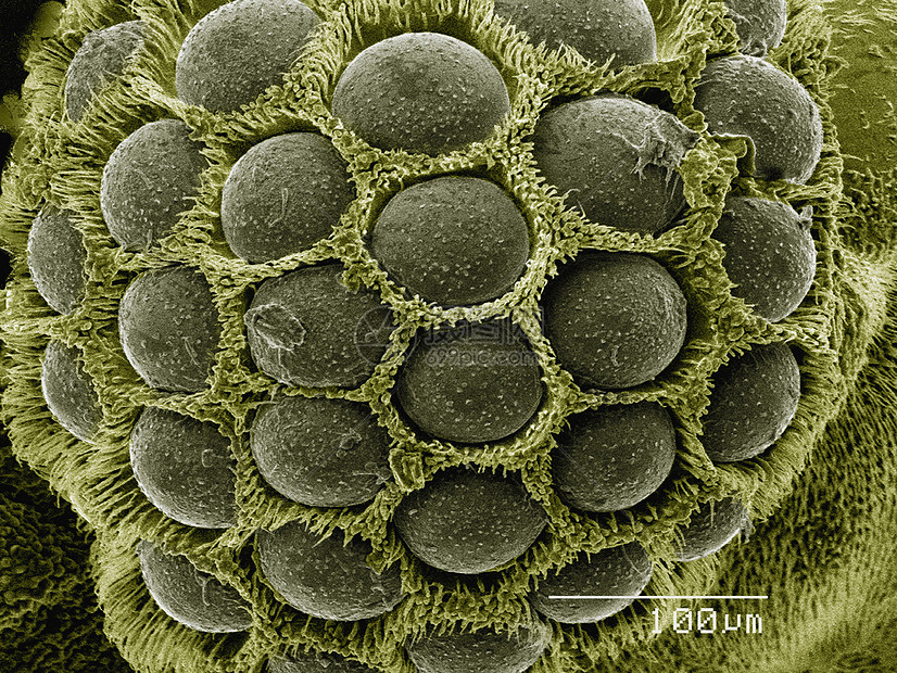 显微镜下的微型生物寄生虫的有色双眼图片