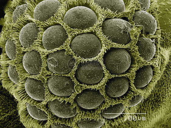 显微镜下的微型生物寄生虫的有色双眼图片