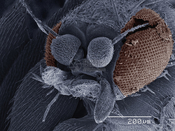 显微镜下的小苍蝇图片