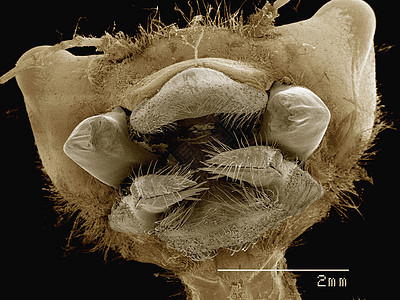 显微镜下的蜻蜓图片
