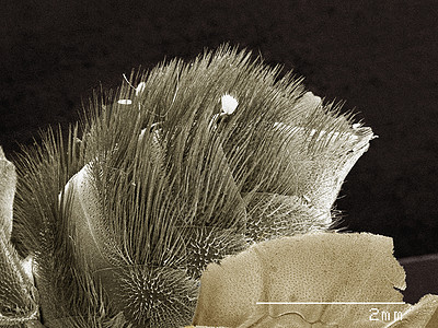 显微镜下的蜻蜓清草图片素材