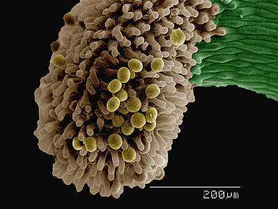 显微镜下的花药图片