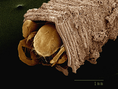 显微镜下的昆虫图片