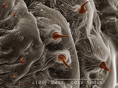 显微镜下的苍蝇图片