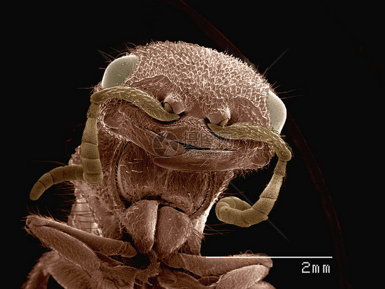 显微镜下的蚂蚁图片