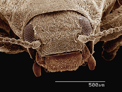 显微镜下的甲虫图片