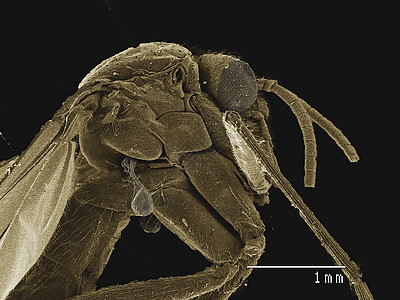 显微镜下的小苍蝇图片