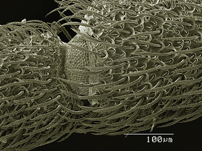 显微镜下的甲虫图片