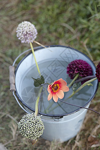 水桶中的新鲜花枝图片